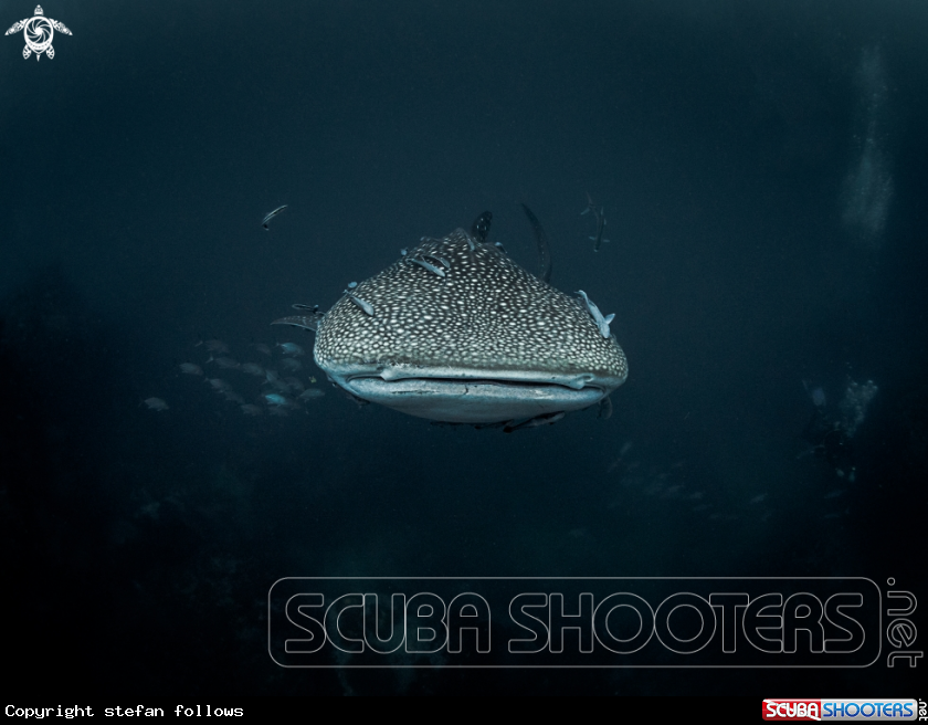 A Whale Shark