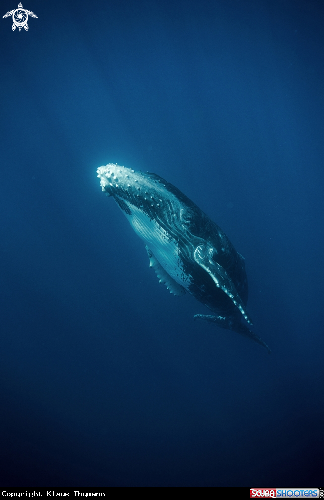 A Humpback Whale Calf