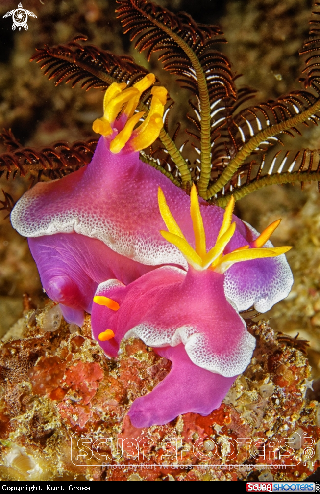 A Nudibranche