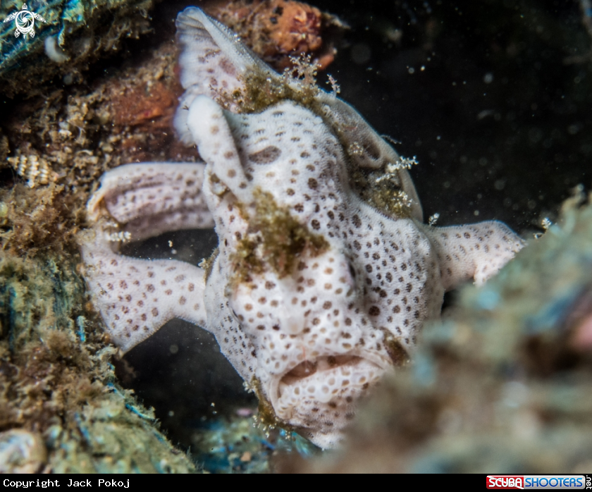 A Painted frogfish