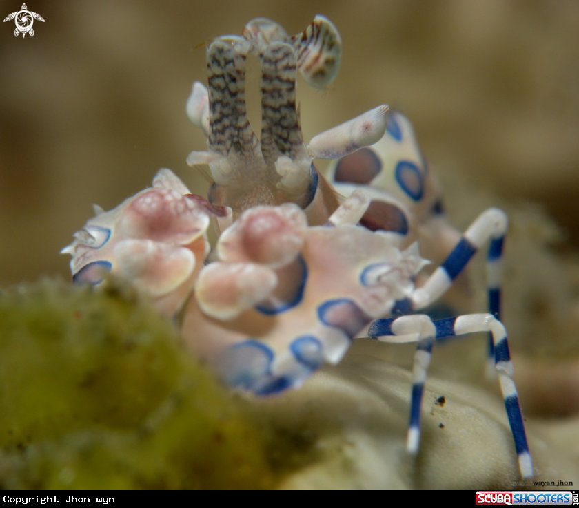 A Harleyquin shrimp