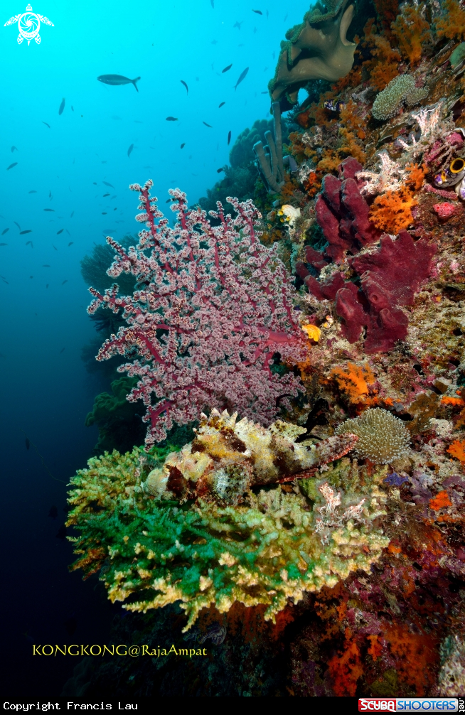 A Scorpion fish