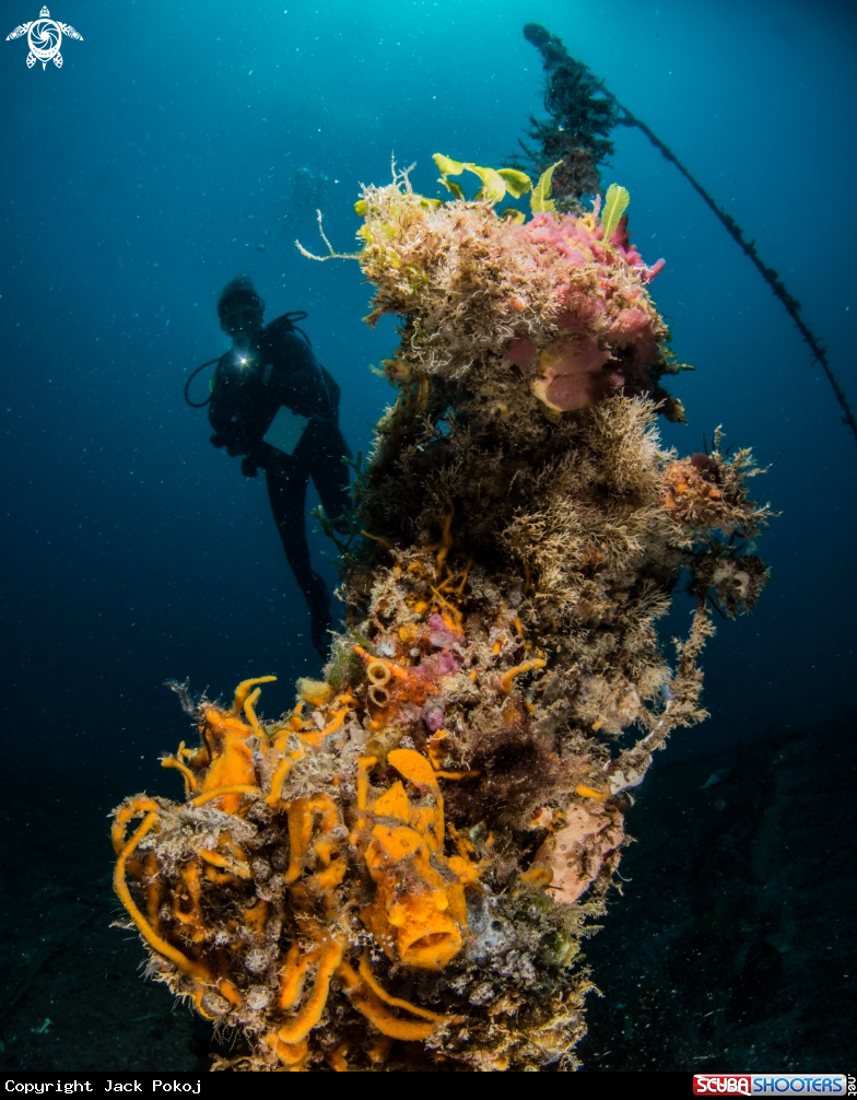 A Painted frogfish