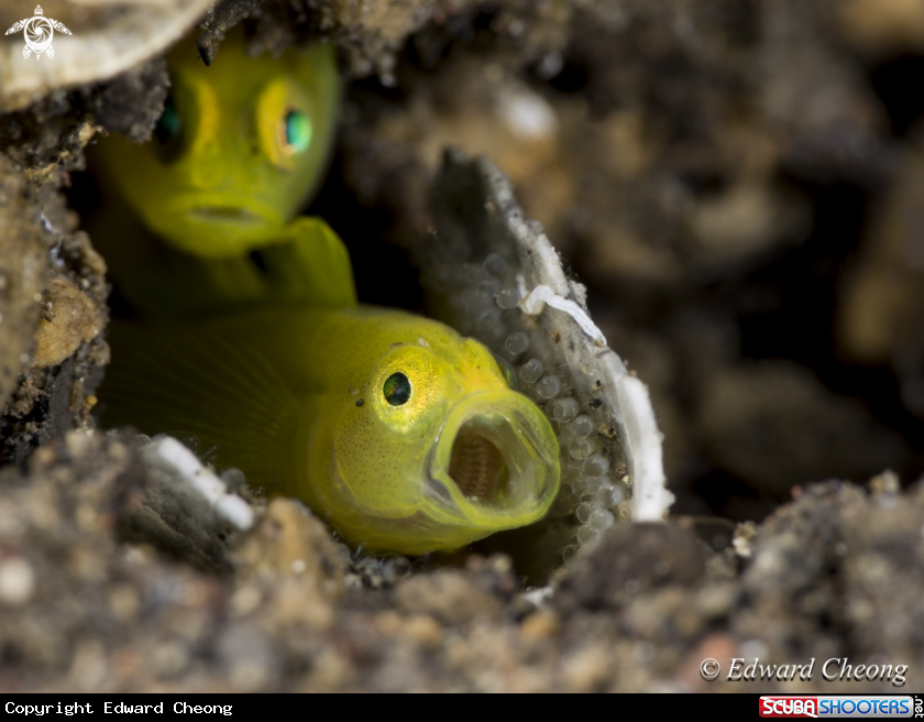 A yellow goby