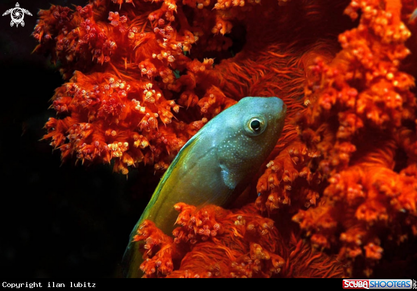 A reef fish