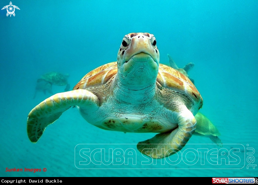 A Green Turtle