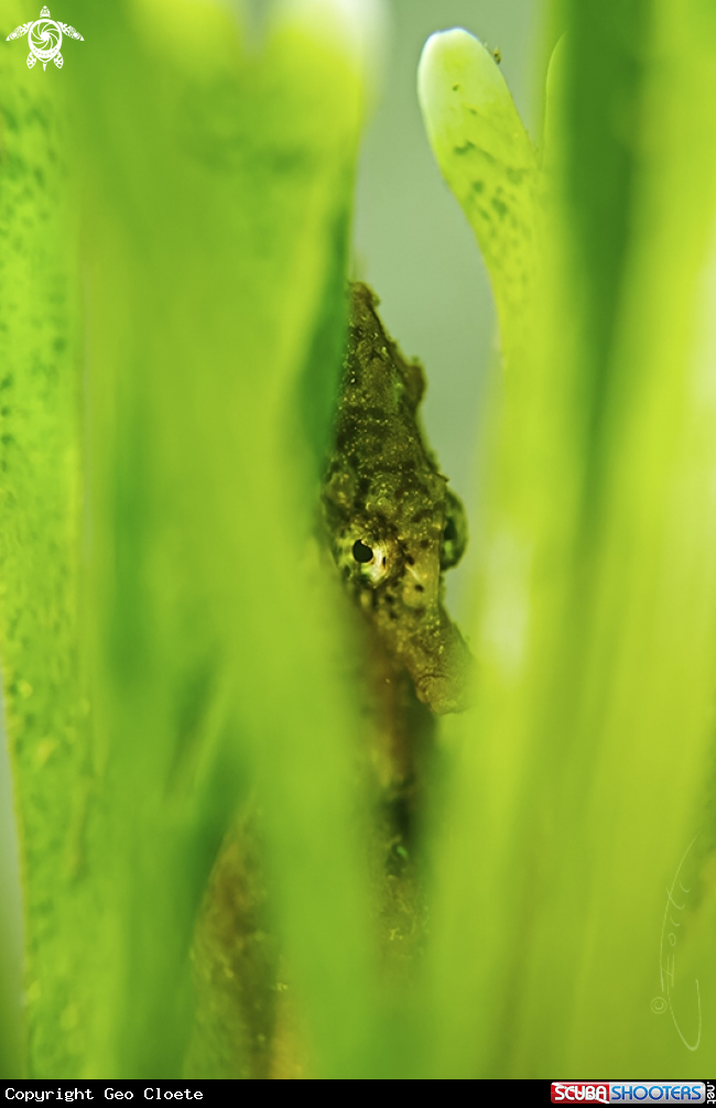 A Knysna Seahorse 