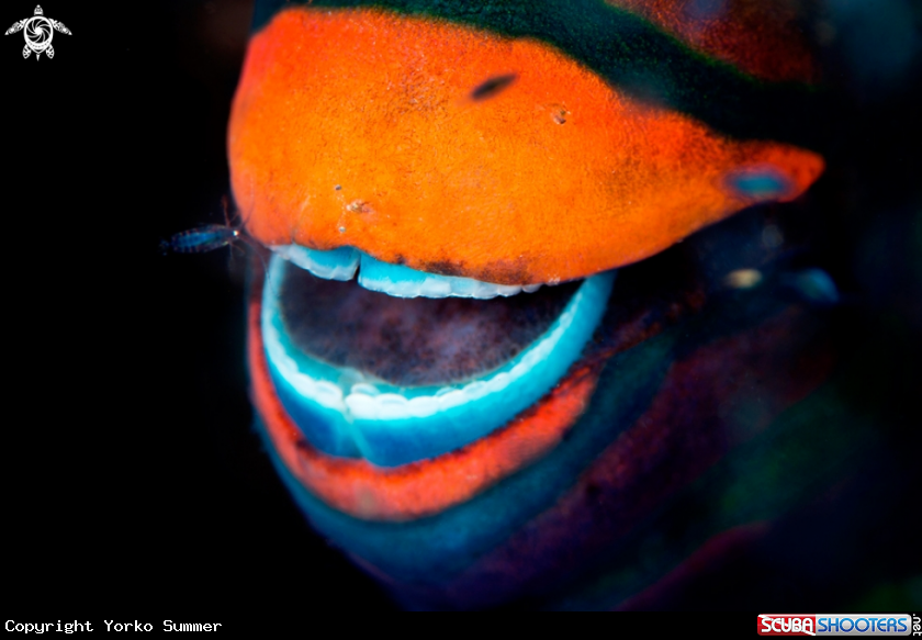 A Swarthy Parrotfish