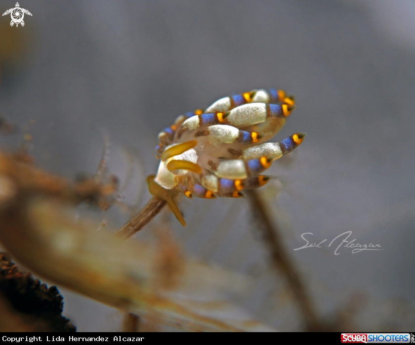 A tenellia sp