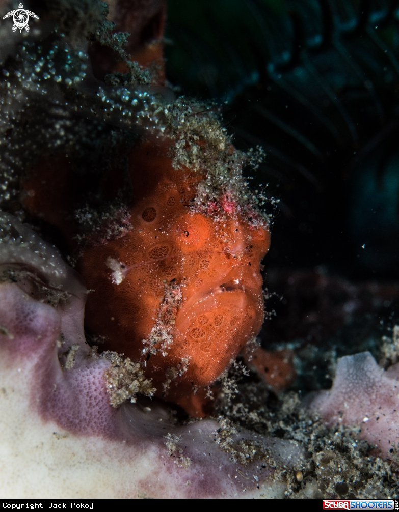 A Painted frogfish