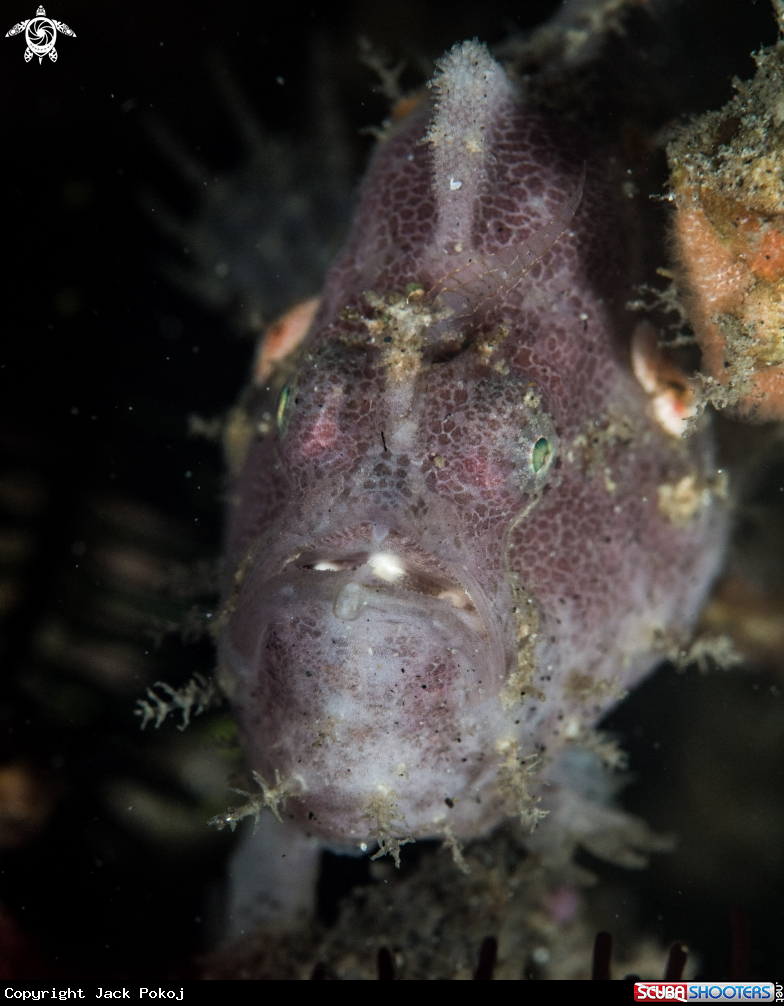 A Painted frogfish