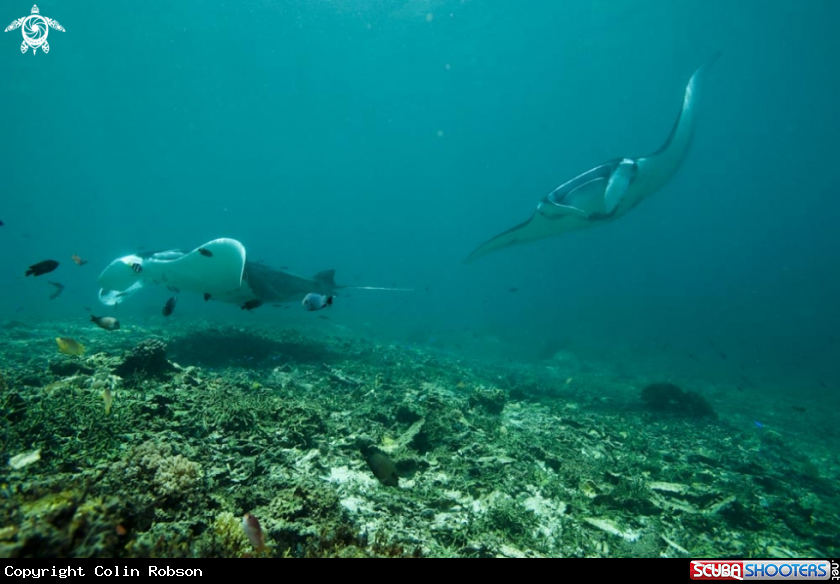 A manta ray