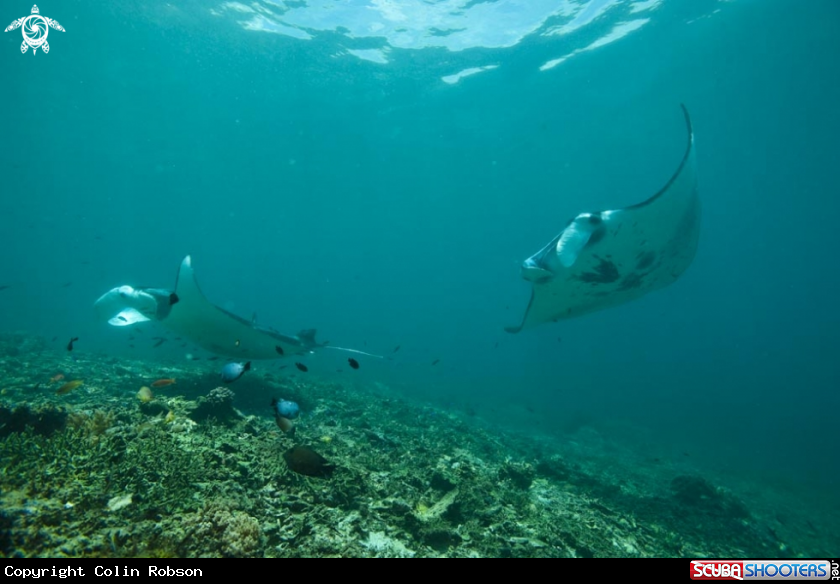 A manta ray