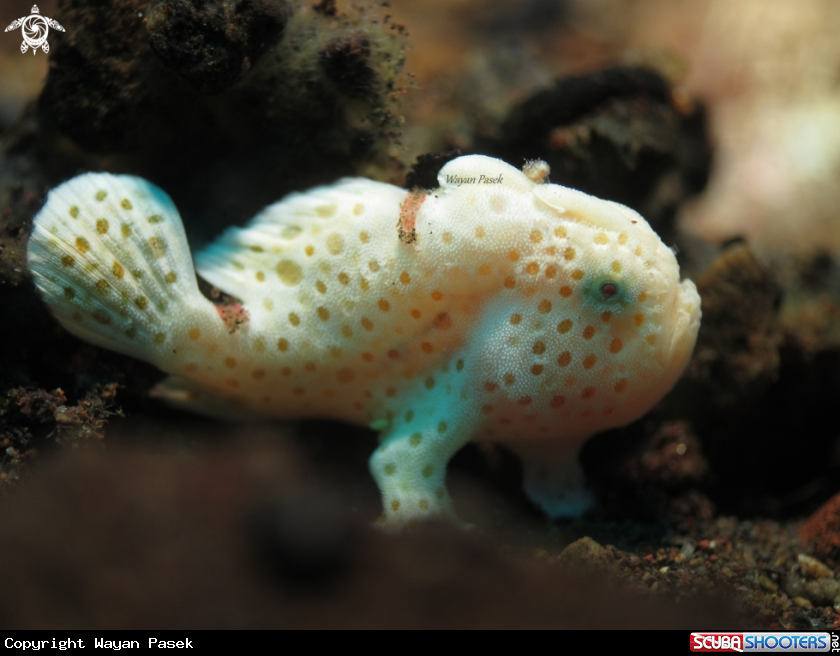 A Frog Fish