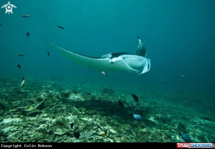 A manta ray