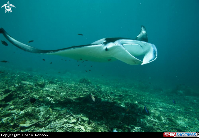 A manta ray