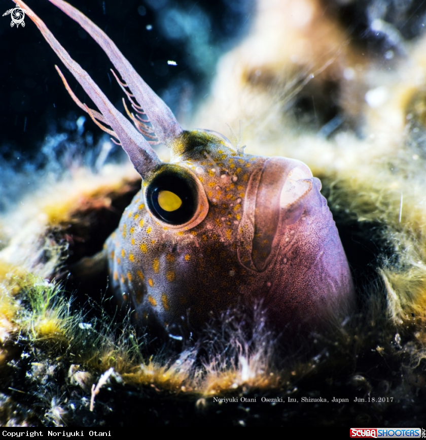 A Yatabe blenny