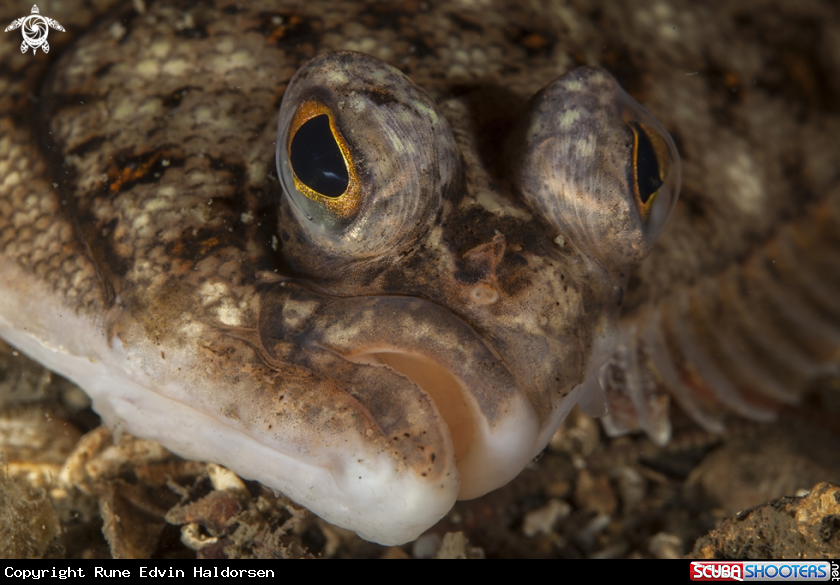 A Flounder