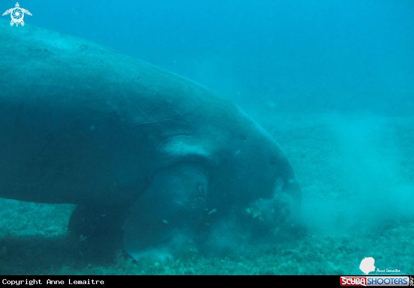 A Dugong