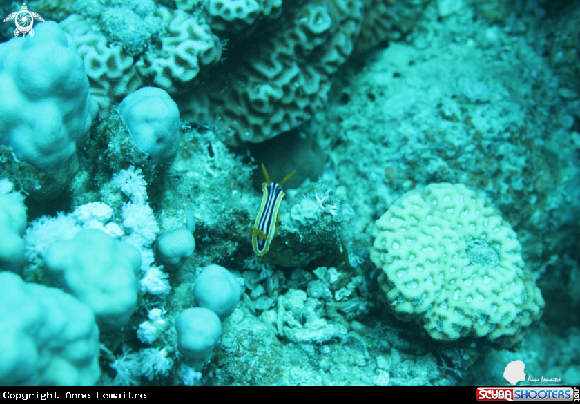 A Chromodoris quadricolor