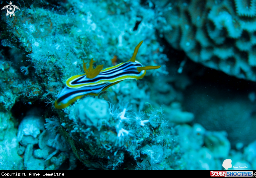 A Chromodoris quadricolor