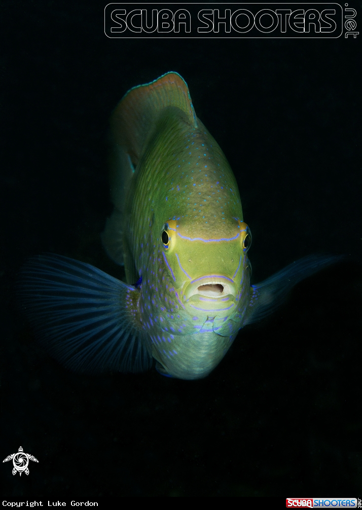 A White Damselfish