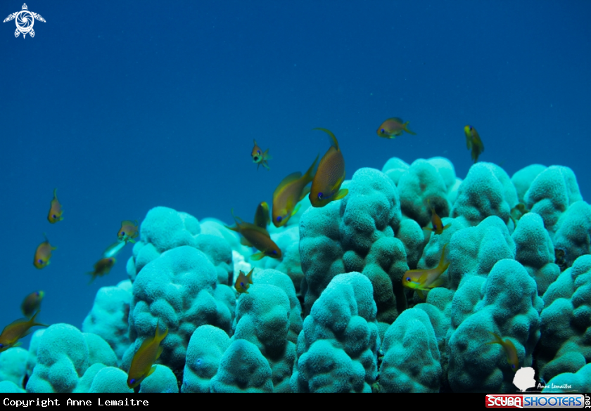 A Chromis