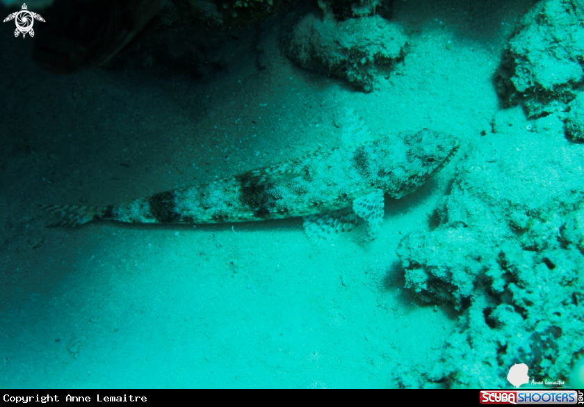 A Synodontidae