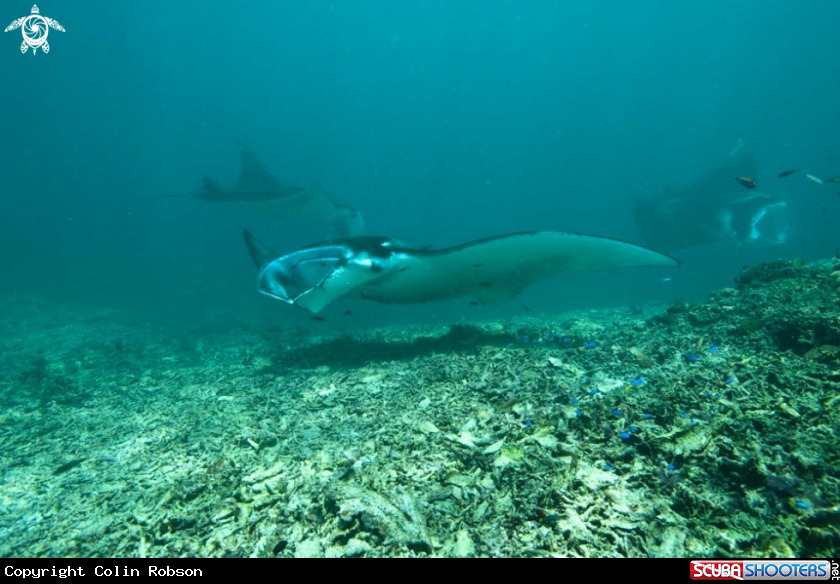 A manta ray