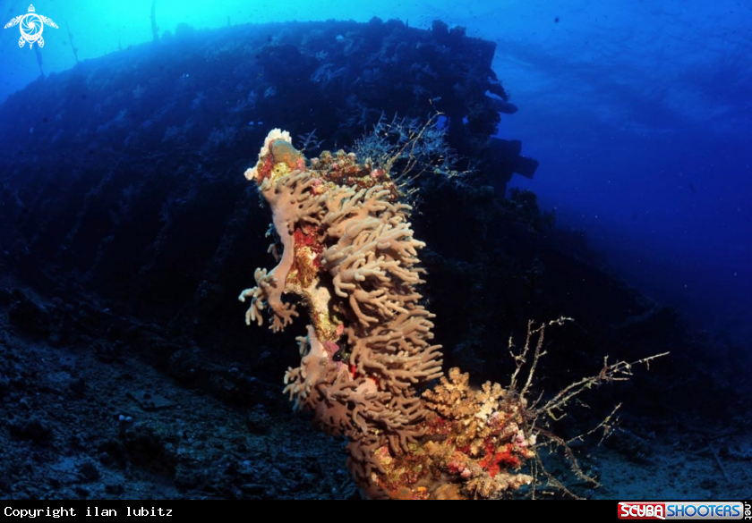 A Carnatic shipwreck