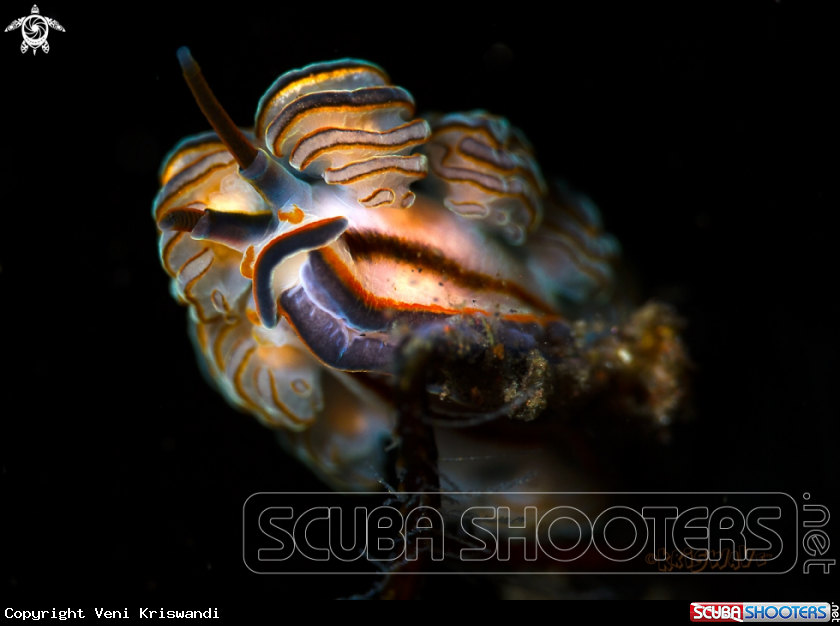 A Nudibranch