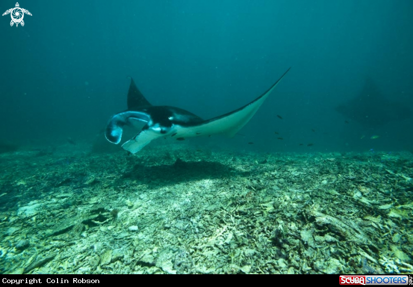 A manta ray