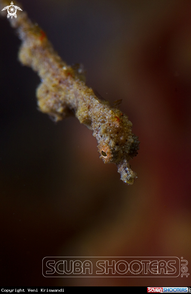 A Lembeh Sea Dragon