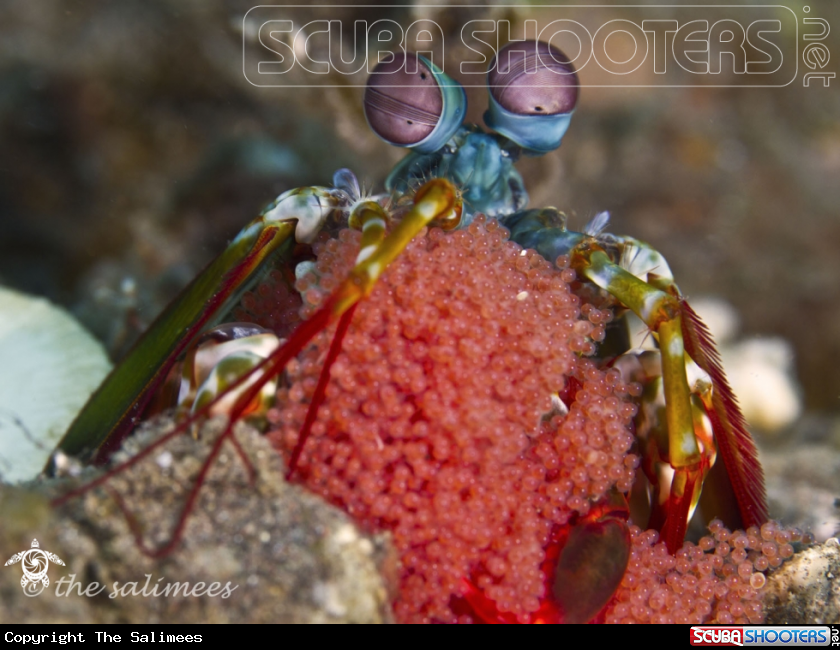 A Peacock Mantis Shrimp