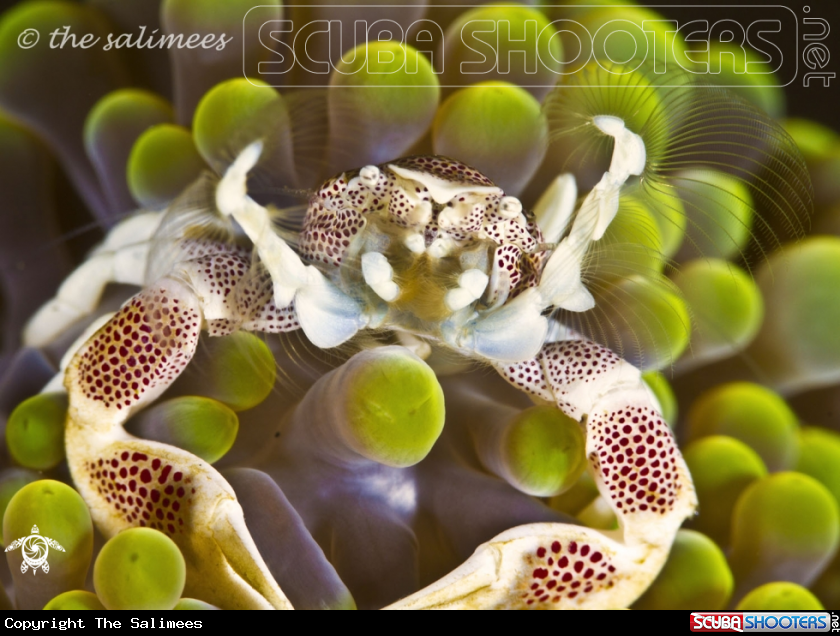 A porcelain crab