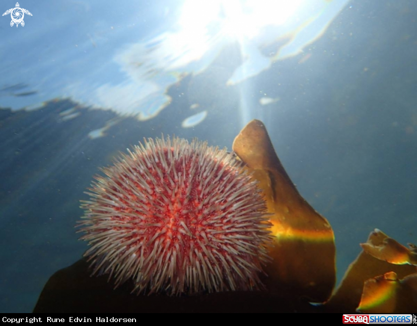 A Sea urchin