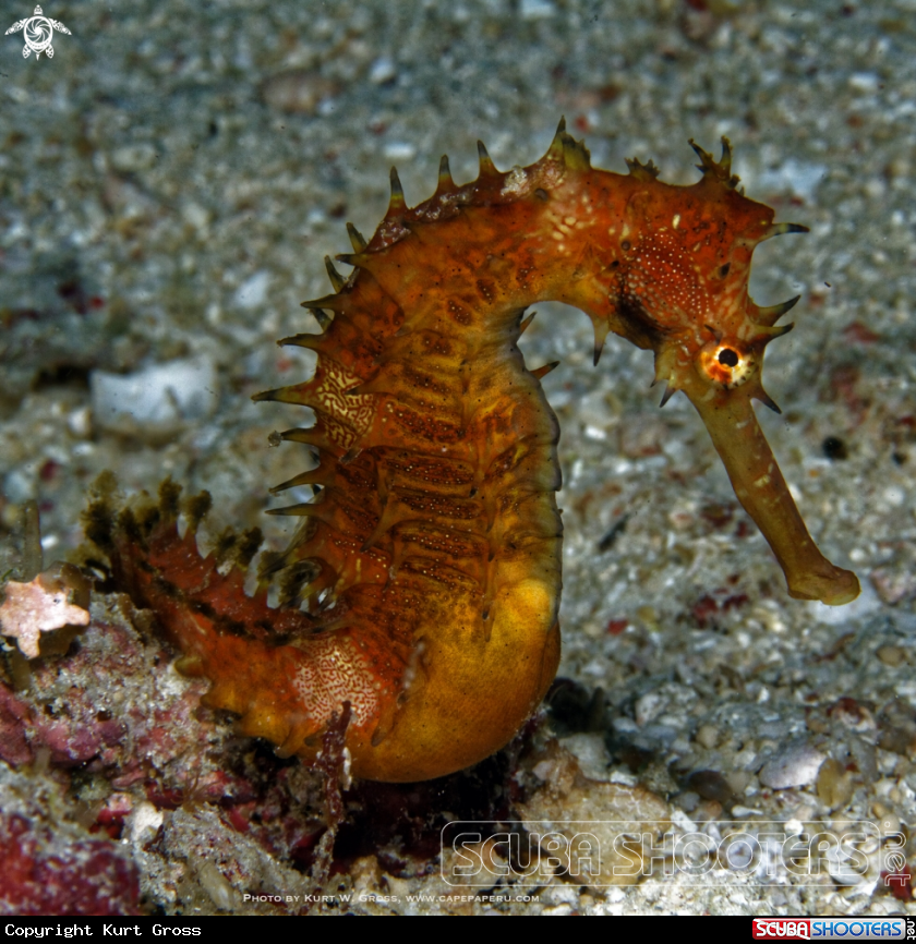 A Seahorse