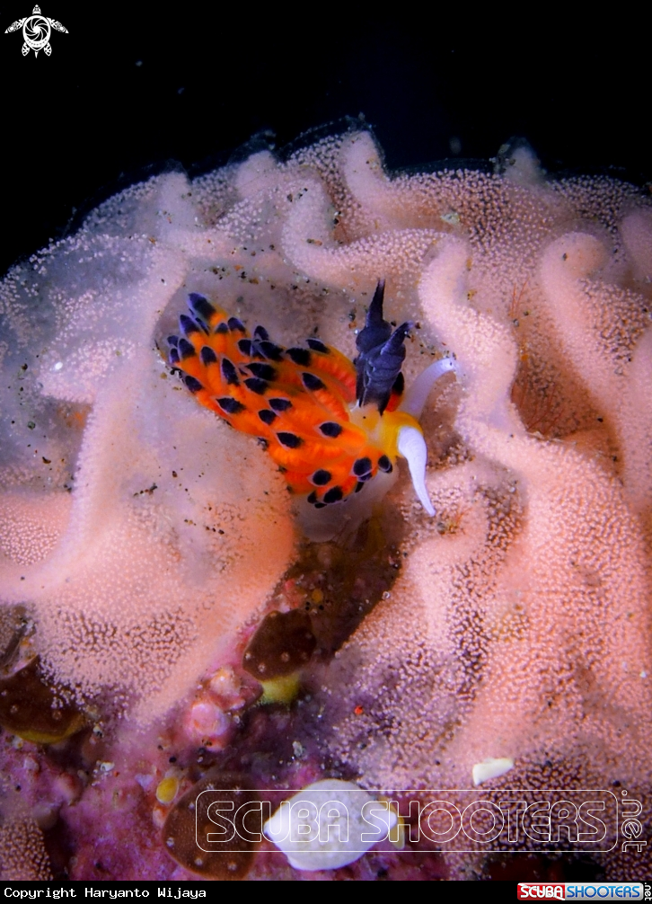 A Nudibranch