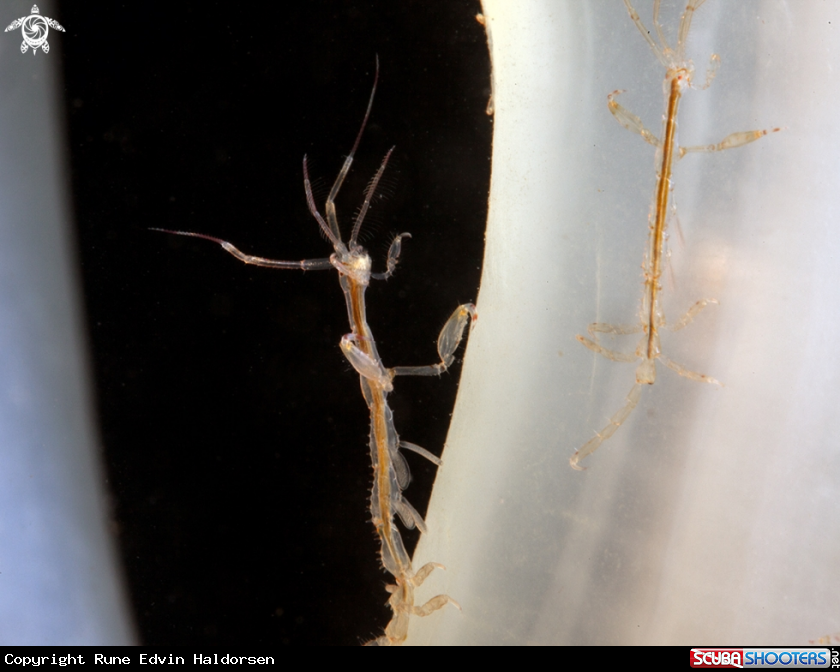 A Skeleton shrimp