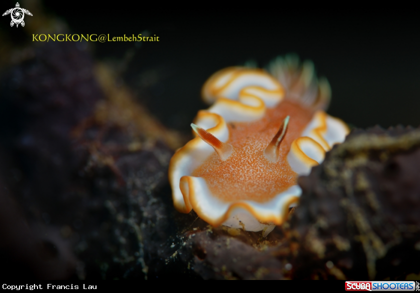 A Nudibranch