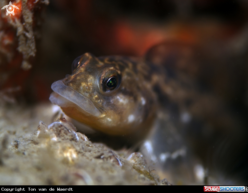 A underwater creature