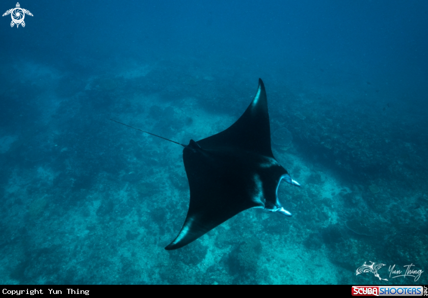 A Manta Ray