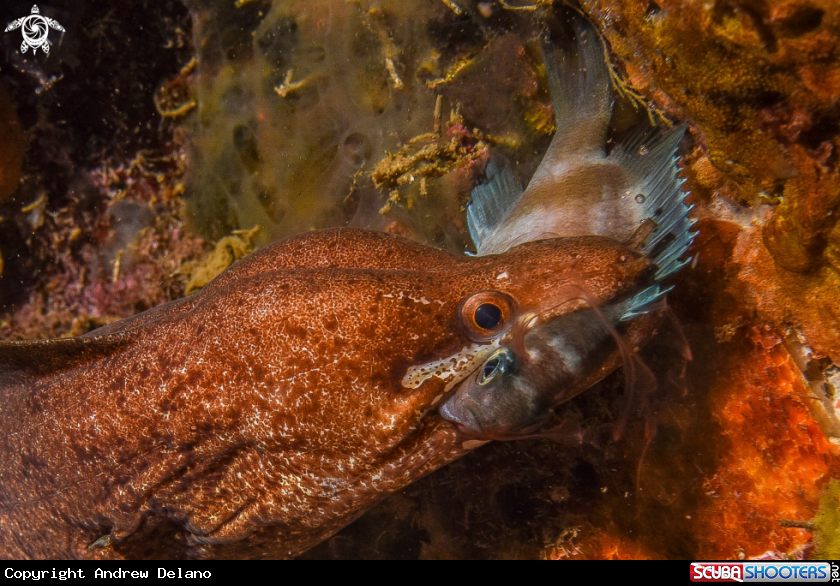 A Moray quick-strikes damselfish