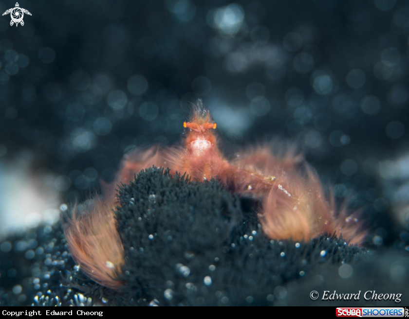 A orang utan crab