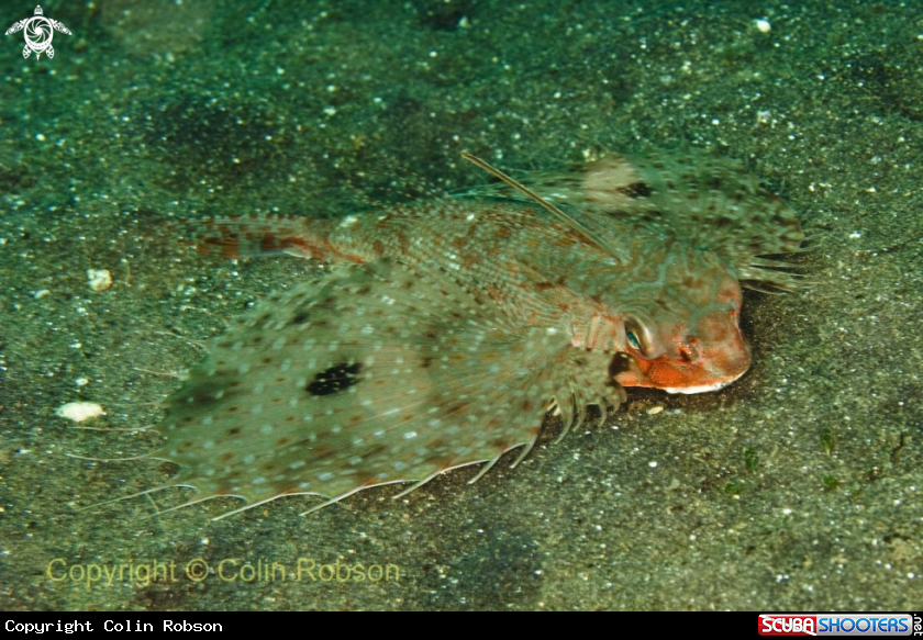 A reef fish