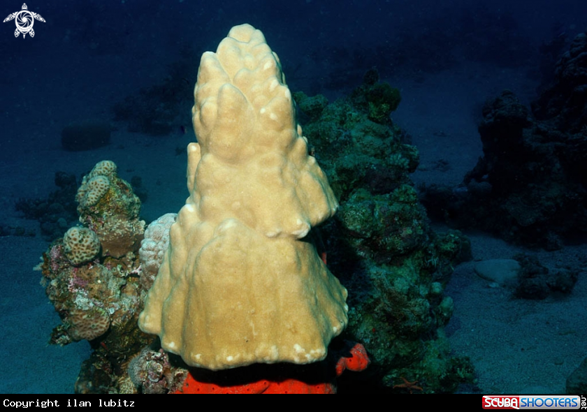 A stony coral