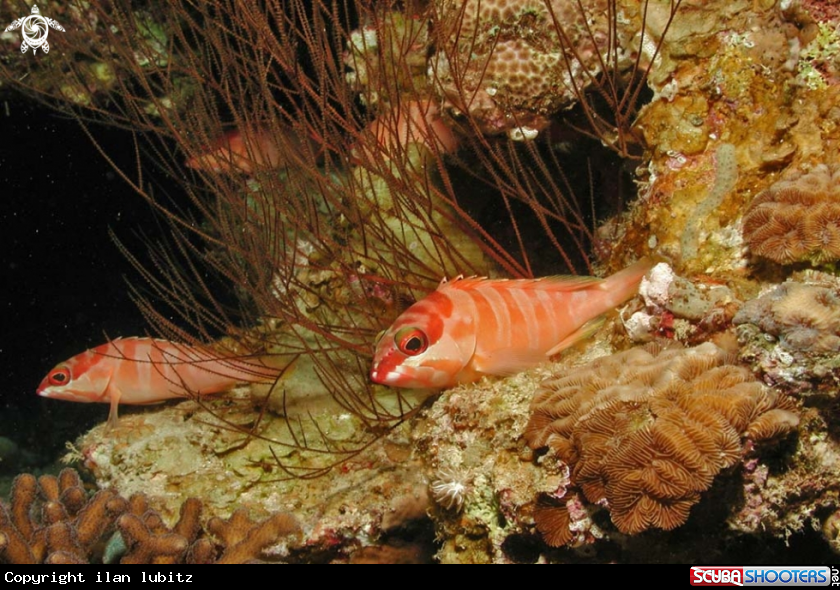 A reef fish