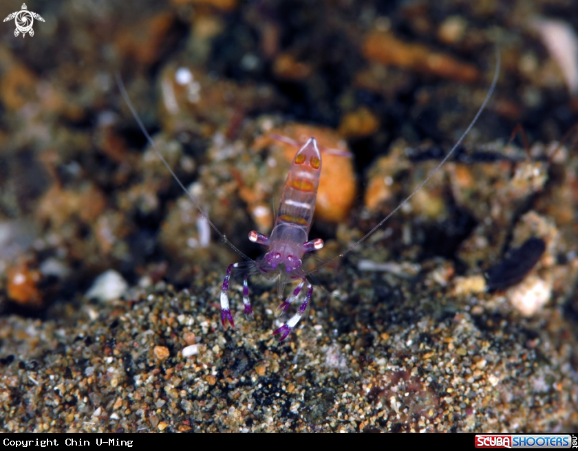 A Commensal Shrimp