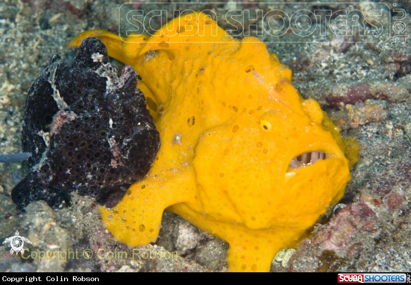 A Frog Fish