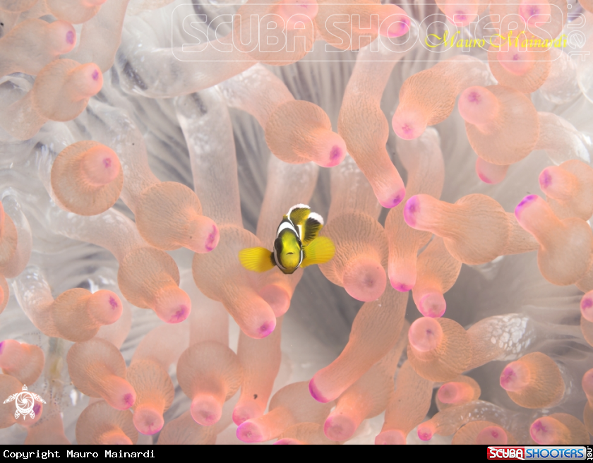 A Anemone and clownfish